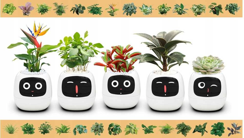 Kwiatydonice PlantsIO IVY Balta