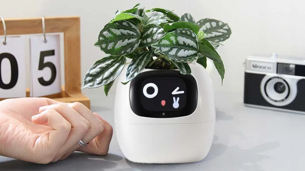 Kwiatydonice PlantsIO IVY Balta