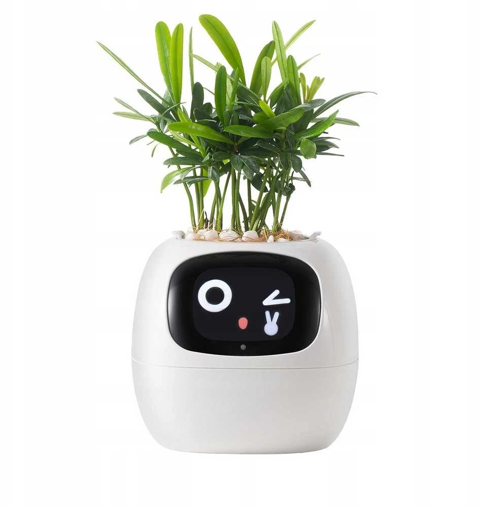 Kwiatydonice PlantsIO IVY Balta