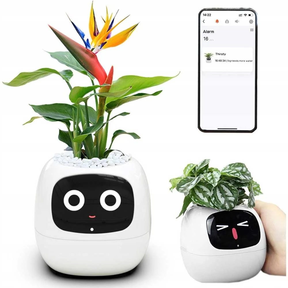 Kwiatydonice PlantsIO IVY Balta