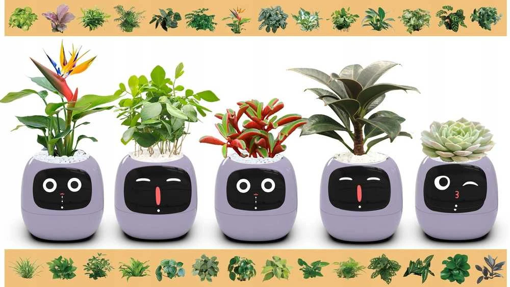 Kwiatydonice PlantsIO gebenė violetinė