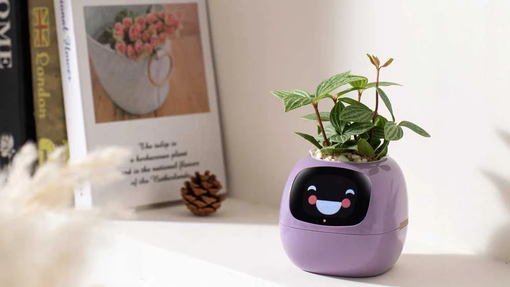 Kwiatydonice PlantsIO gebenė violetinė