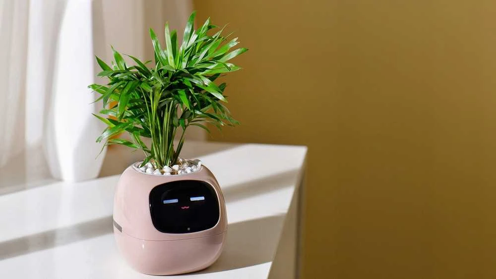 Kwiatydonice PlantsIO gebenė rožinė