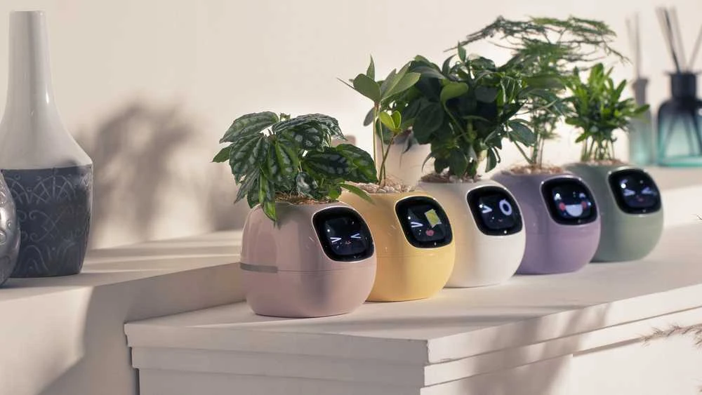 Kwiatydonice PlantsIO gebenė rožinė