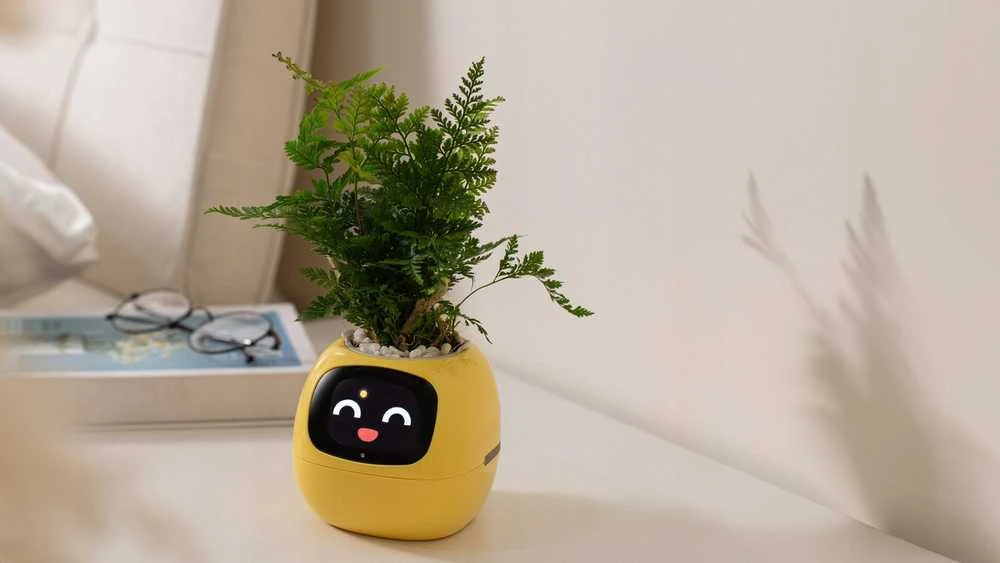 Kwiatydonice PlantsIO gebenė geltona