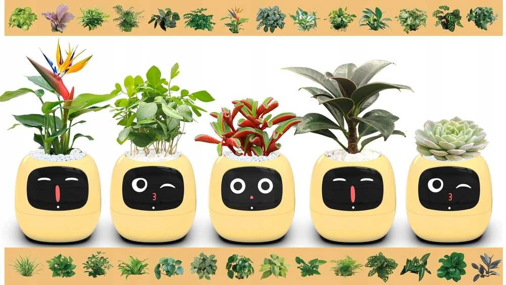 Kwiatydonice PlantsIO gebenė geltona