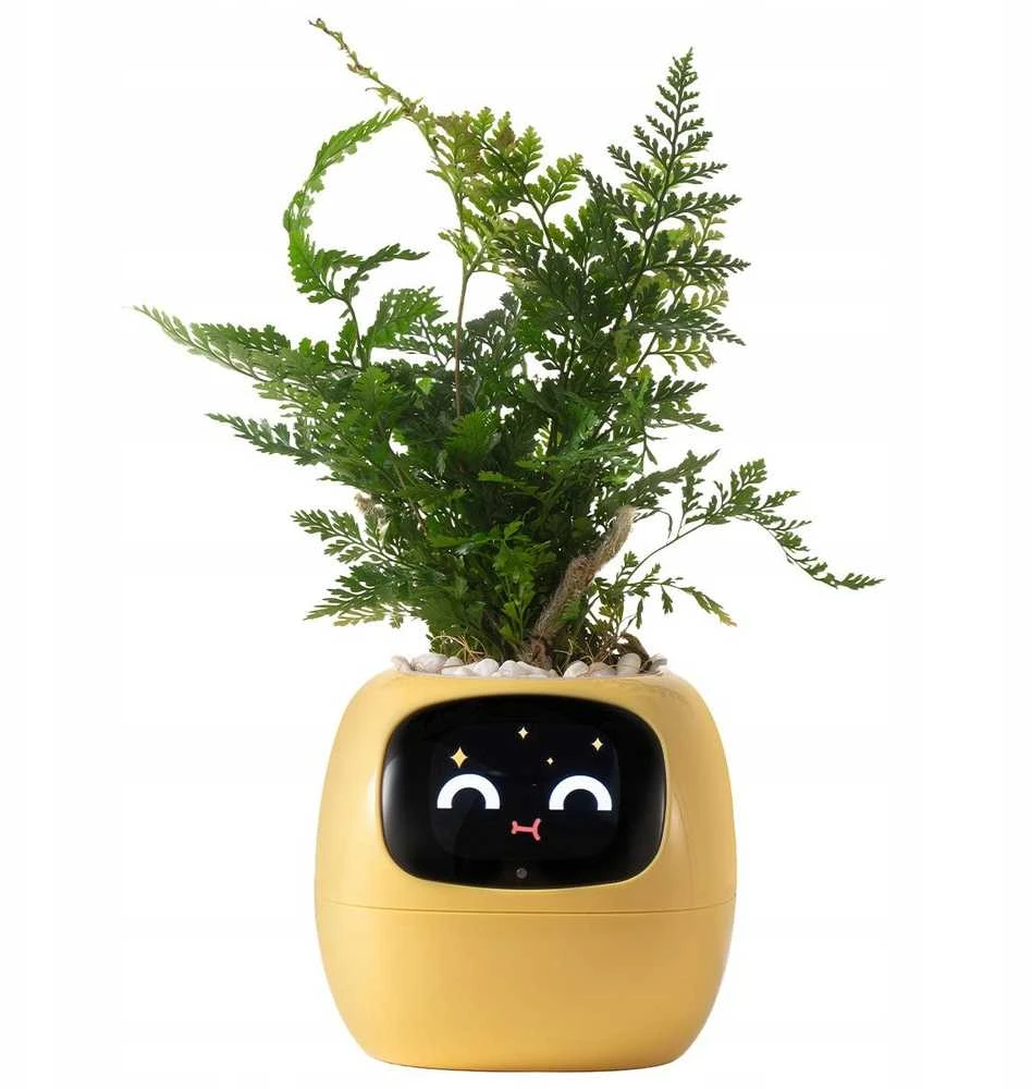 Kwiatydonice PlantsIO gebenė geltona