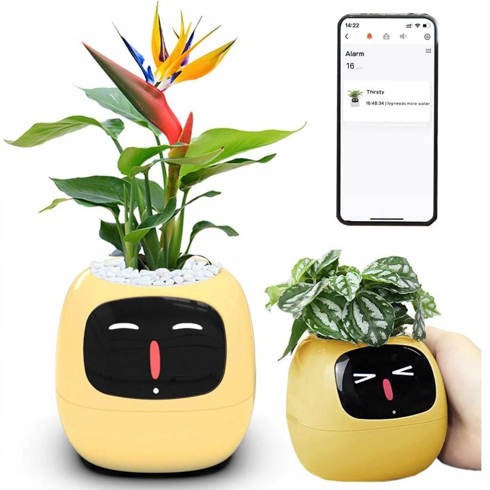Kwiatydonice PlantsIO gebenė geltona