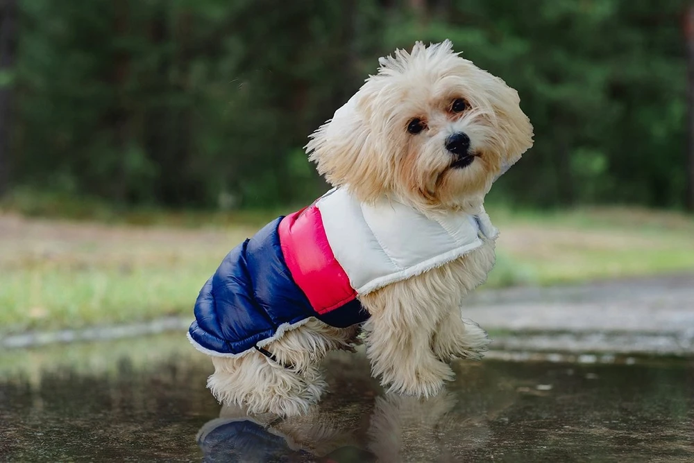 PCHEŁKA Rocco Baltas-Rožinė-Violetinė - dog clothing - size XS