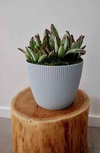 Lamela Osłonka do kwiatów Magnolia JUMPER 300 - balta