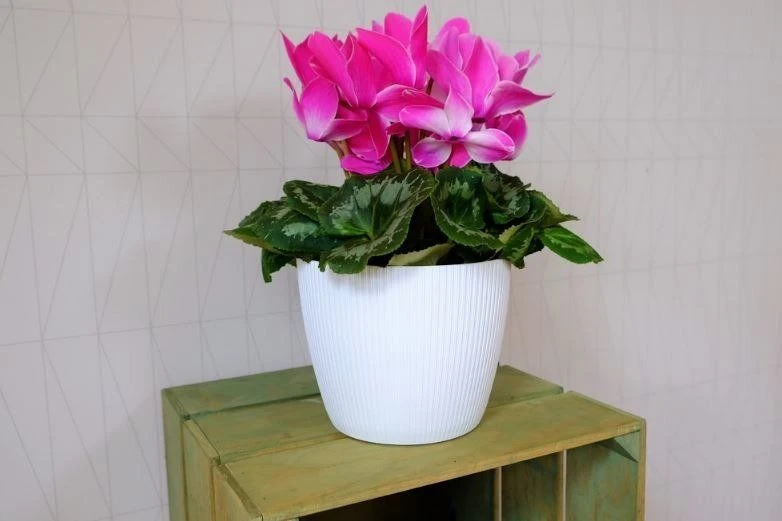 Lamela Osłonka do kwiatów Magnolia JUMPER 300 - balta