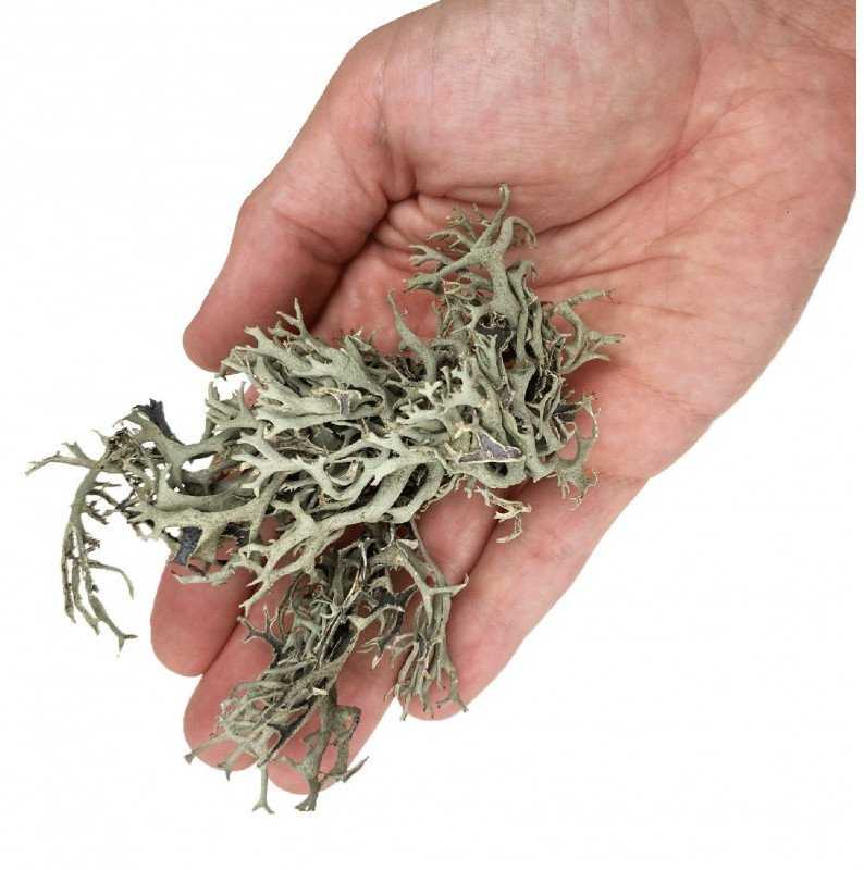 Lolo Pets Classic WIO Bits Kerpės, dekoratyvinis augalas, terariumui, kompaktiškas, 0,5kg, maišas