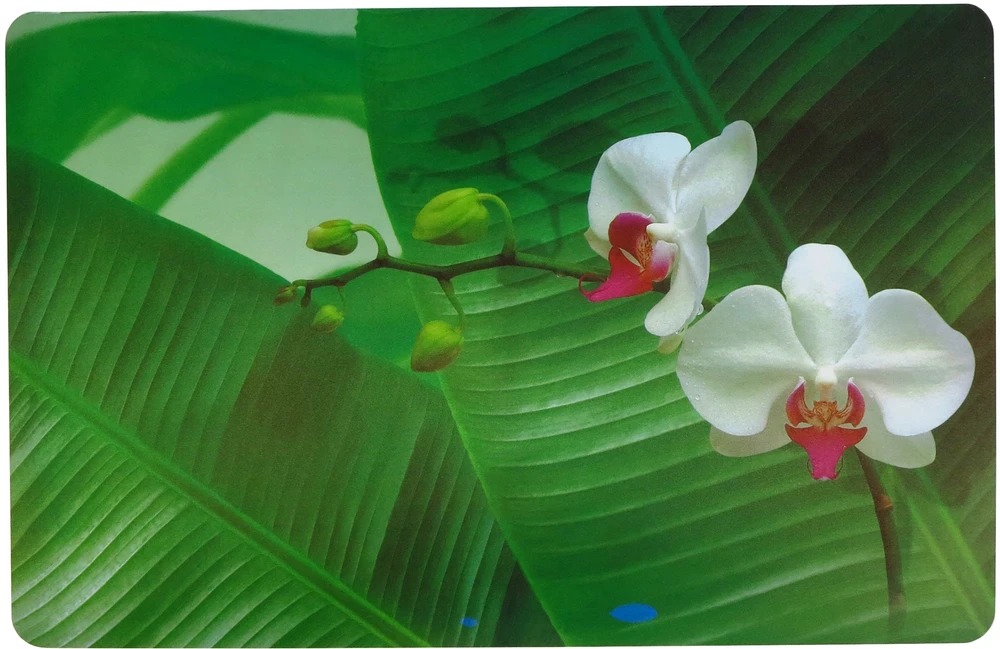 Asi Collection Table mat 43.5x28cm orchid