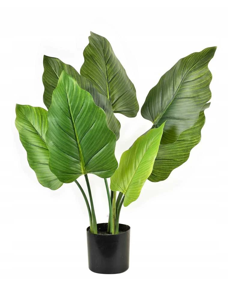 Dirbtinė alokazija Viridis 65cm