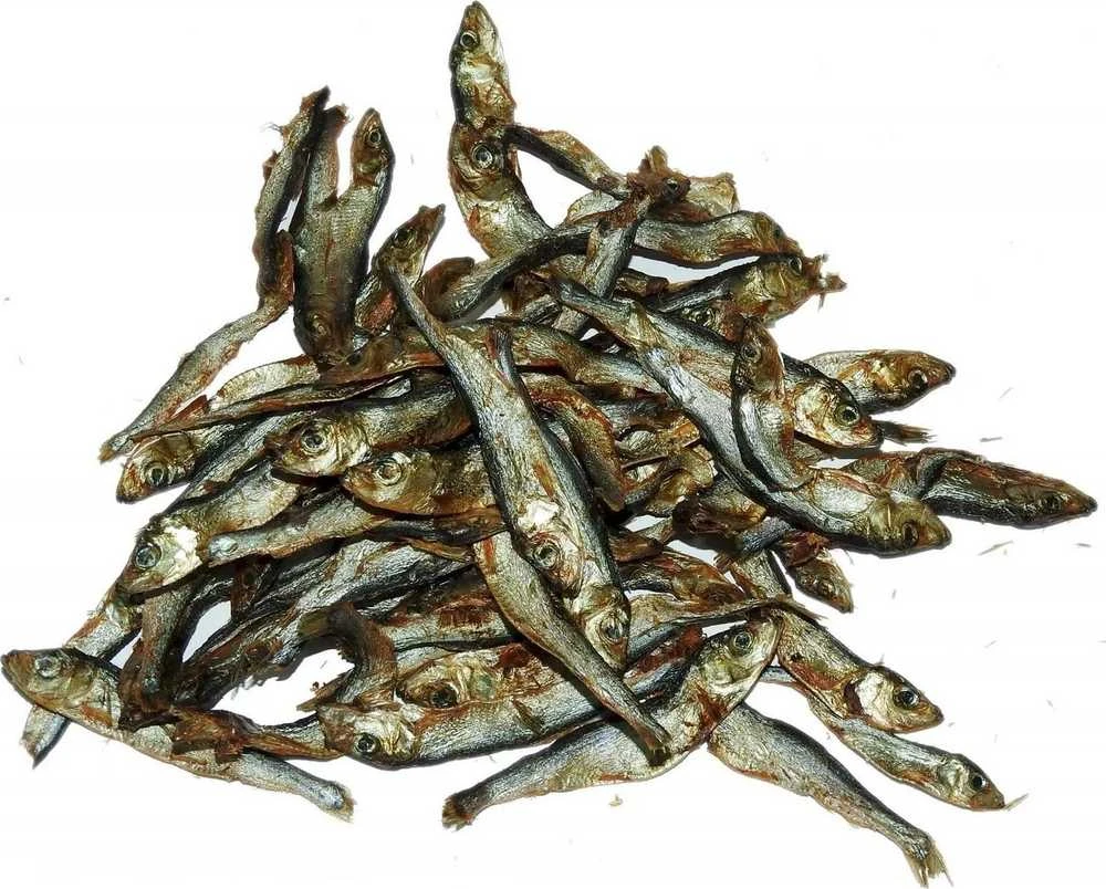 MACED Baltijos šprotai - šuniui skanėstas - 85 g