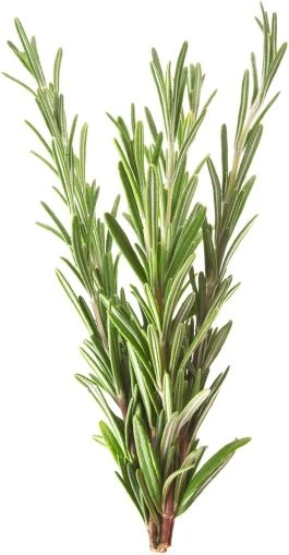 Mokosh Rozmarinų aliejus 10 ml