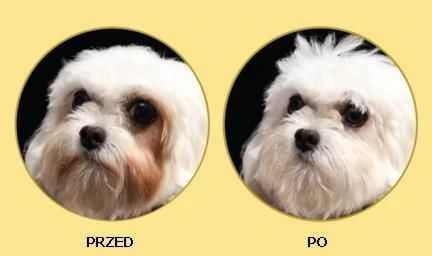 Nature's Protection Superior Care Baltas Dogs ėriena Adult Small and Mini Breeds 1,5kg, mažų ir labai mažų veislių suaugusių baltakailių šunų sausas pašaras su ėriena