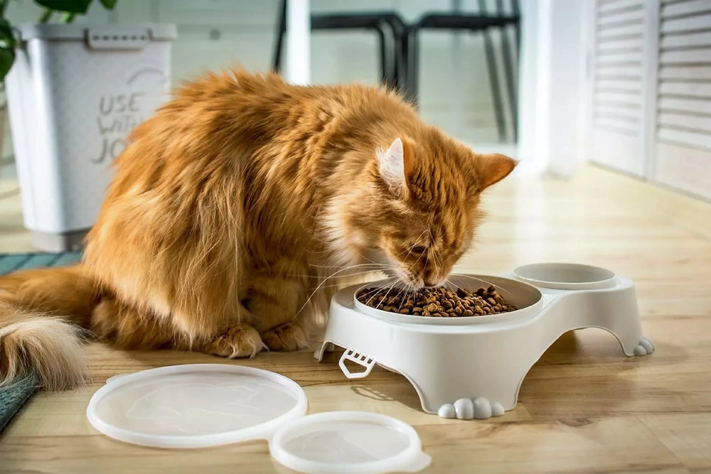 NAVA PET NOVA DVIBE DUBENIS SU DANGIU 1l+0,28l CAPPUCCINO