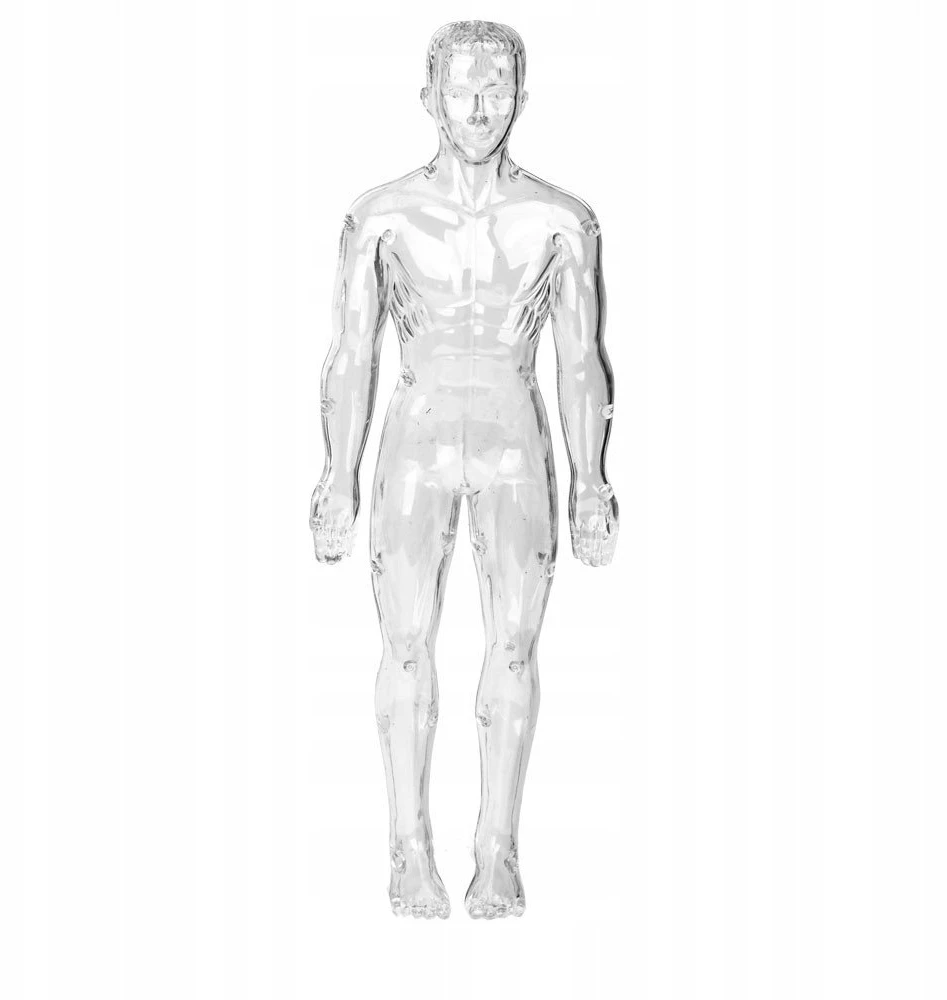Norimpex *****Model anatomiczny ludzkie ciało 2002087 20875