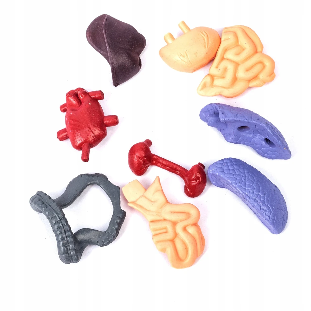 Norimpex *****Model anatomiczny ludzkie ciało 2002087 20875