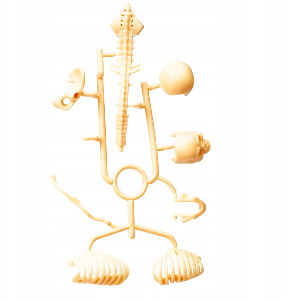 Norimpex *****Model anatomiczny ludzkie ciało 2002087 20875