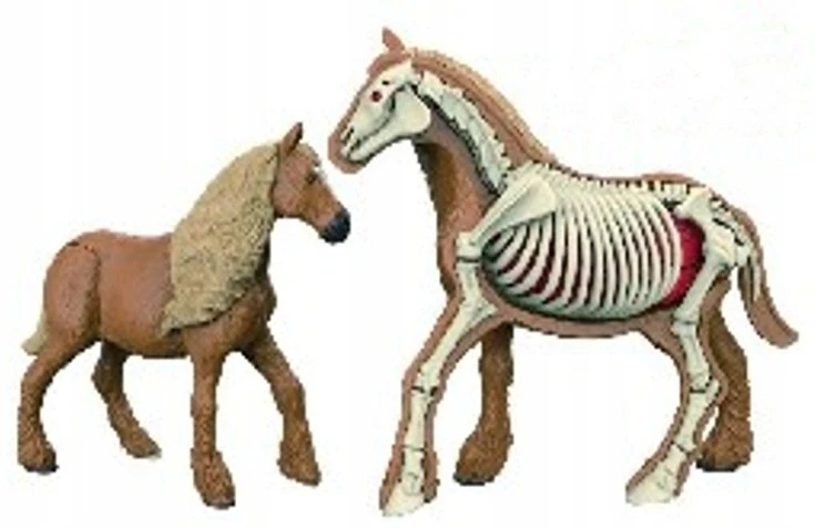 Norimpex *****Model anatomiczny zwierzęta 2002265 22657