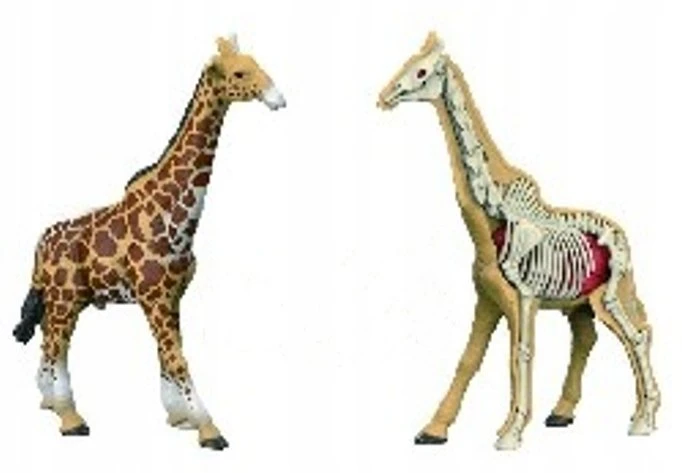 Norimpex *****Model anatomiczny zwierzęta 2002264 22640