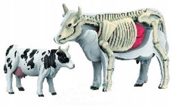 Norimpex *****Anatominiai gyvūnų modeliai 2002266 22664
