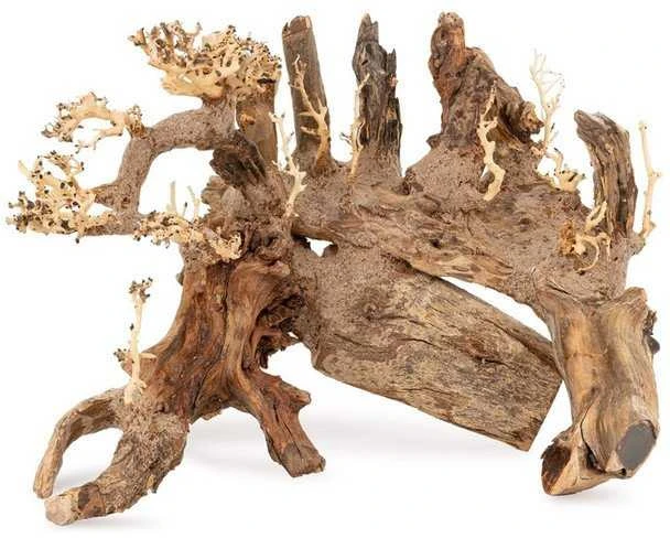 Akvariumo šakų dekoracija bonsai medelis