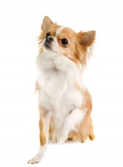 Šunų maistas - Oasy One Animal Protein Adult Small/Mini šerniena 2.5kg