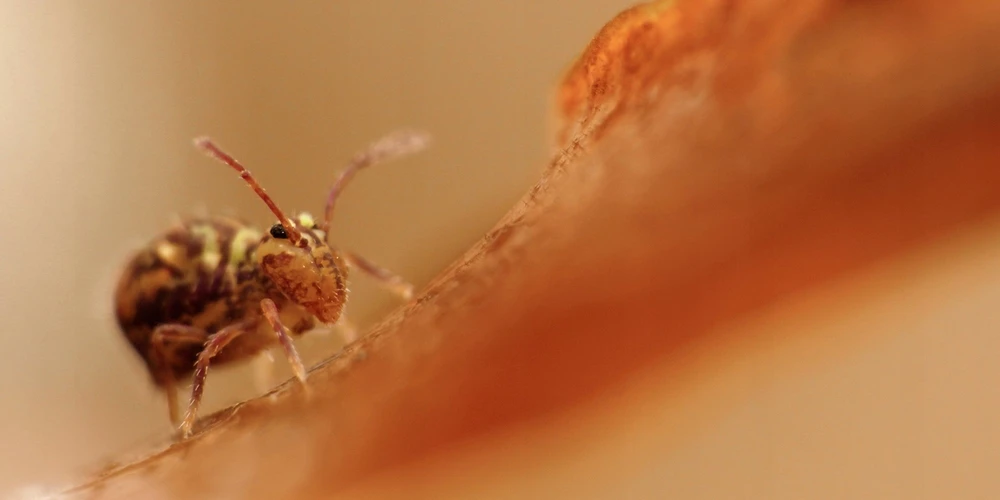 Objektyvas Obiektyvas Laowa Sword 15 mm T4,1 1x Macro Cine, skirtas Arri PL