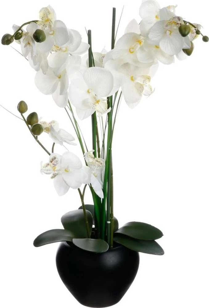 Orchidėja „Atmosphera“ juodame vazone, 53 cm