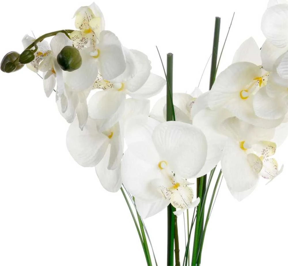 Orchidėja „Atmosphera“ juodame vazone, 53 cm