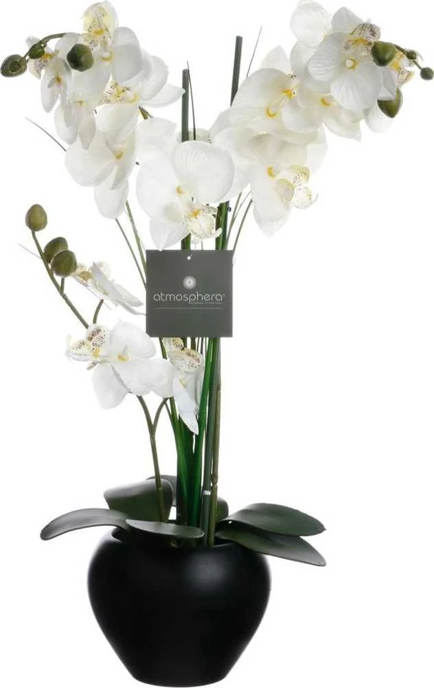 Orchidėja „Atmosphera“ juodame vazone, 53 cm