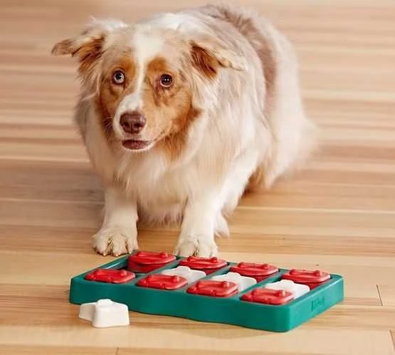 Nina Ottosen Nina Ottosson Dog Brick interaktyvus žaislas šunims