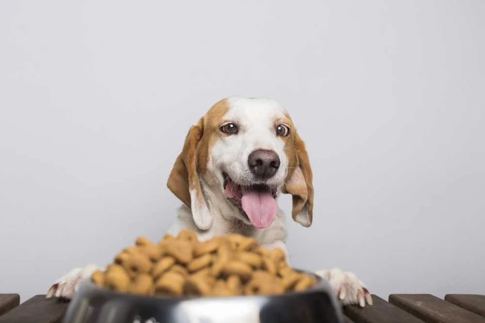 PAN MIĘSKO Veršiena su ėriena Senior Crunchy M - Sausas šunų maistas - 9kg