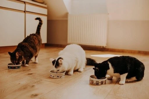 Pan Mięsko Vištiena su pstrągiem 1.6kg