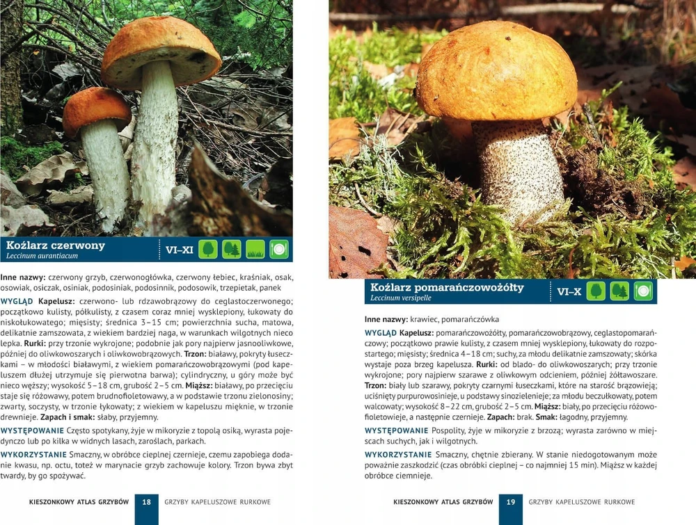 Peggy Diggledey kišeninis grybų atlasas