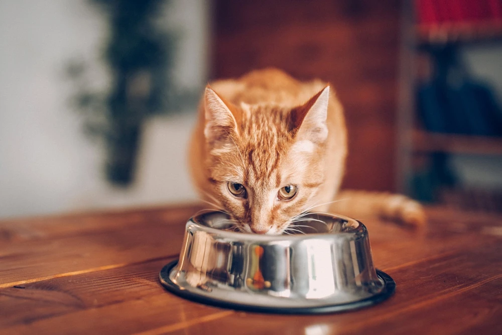 PET REPUBLIC Sterile Jautiena smulkiai pjaustyta – drėgno kačių ėdalo- 100 g