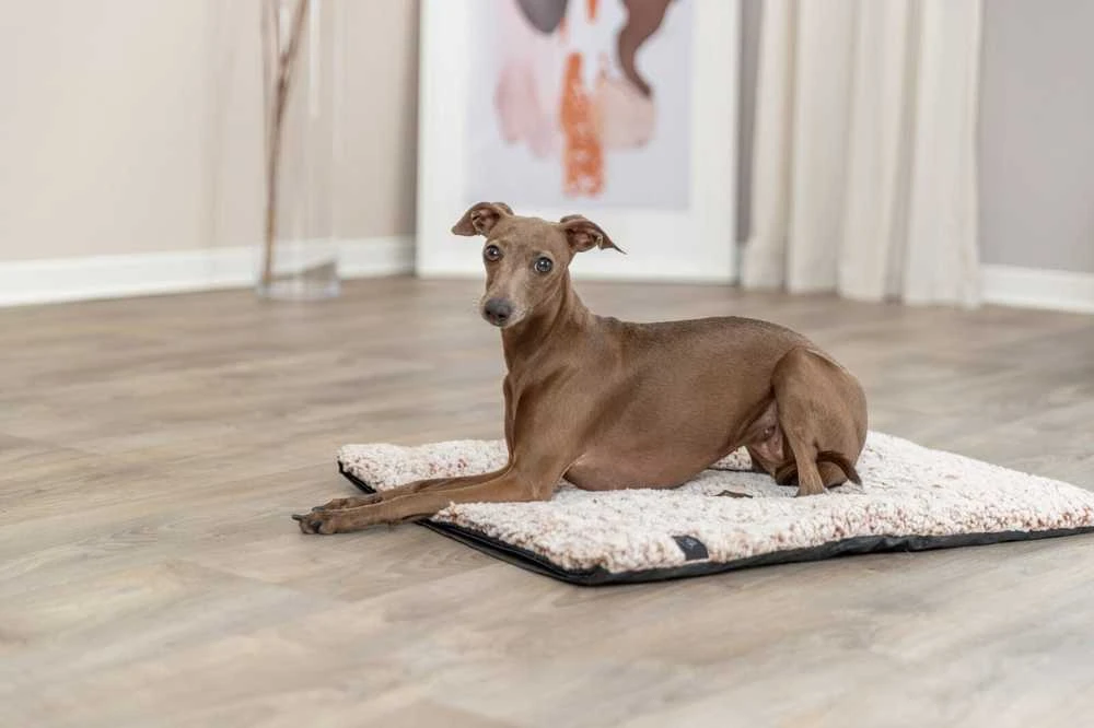Pets Collection Calida, kilimėlis, šuniui/kota, bia�o/br�zowe 80 � 55 cm, su wk�adk� odbijaj�c� ciep�o