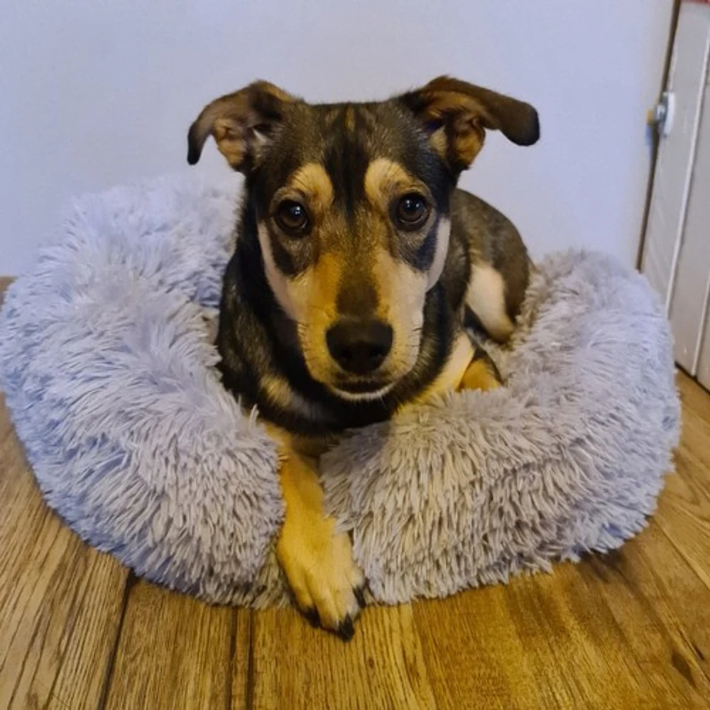 Purlov Hairy dog bed pilka 22759