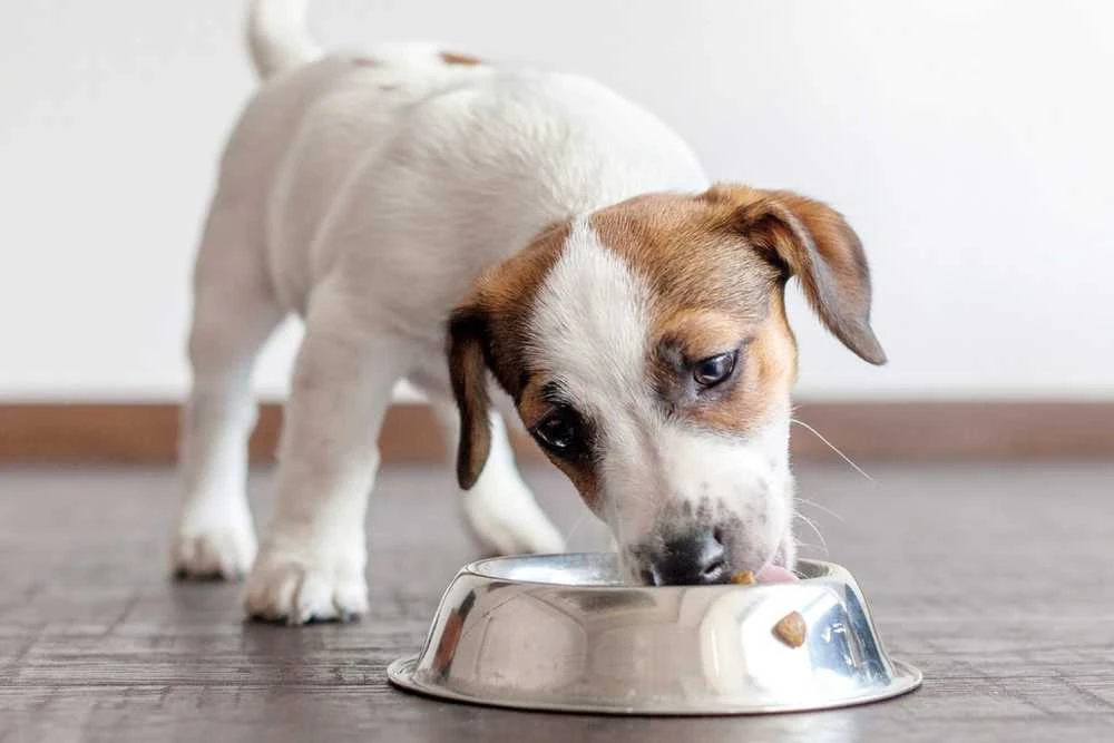 Šunų Maistas - Dolina Noteci Rafi Junior ėriena 10 kg 29% Baltymų 19% Riebalų