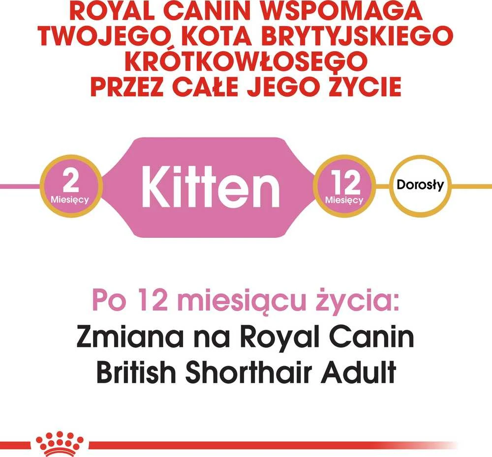 Royal Canin britų trumpaplaukis kačiukas 2kg