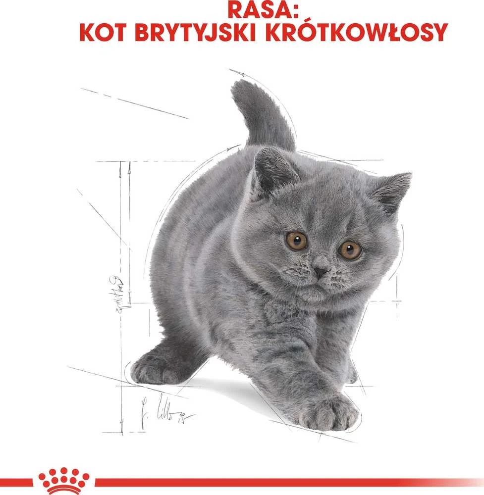 Royal Canin britų trumpaplaukis kačiukas 2kg