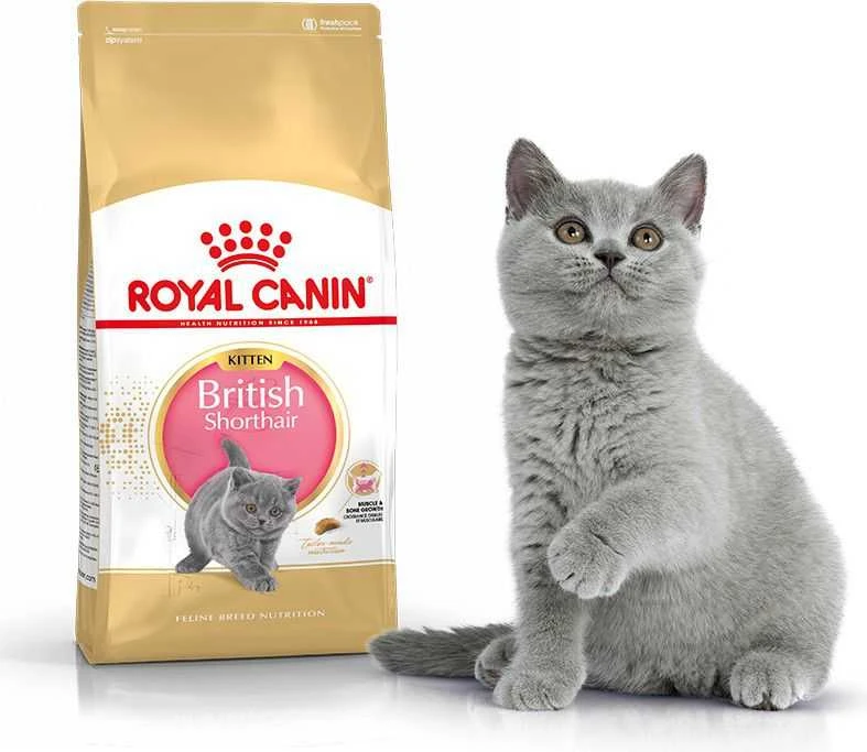 Royal Canin britų trumpaplaukis kačiukas 2kg