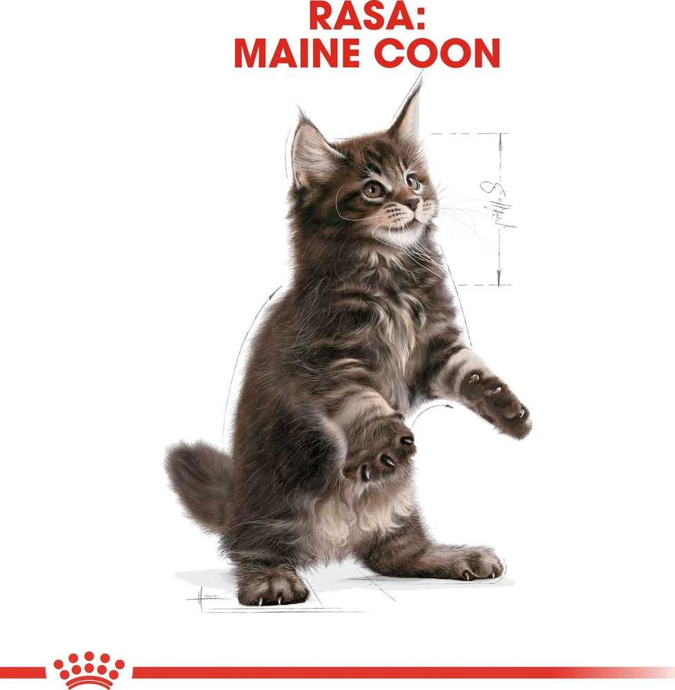 Royal Canin Maine Coon Kitten 2kg