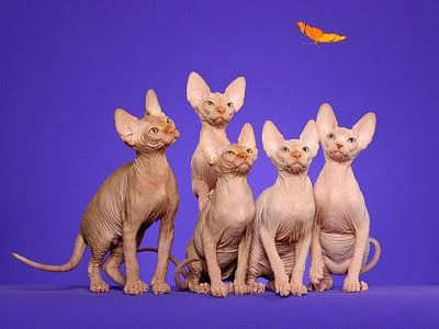 ROYAL CANIN Sphynx 2kg, sfinksų veislės suaugusių kačių sausas pašaras