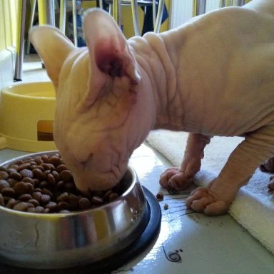 ROYAL CANIN Sphynx 2kg, sfinksų veislės suaugusių kačių sausas pašaras