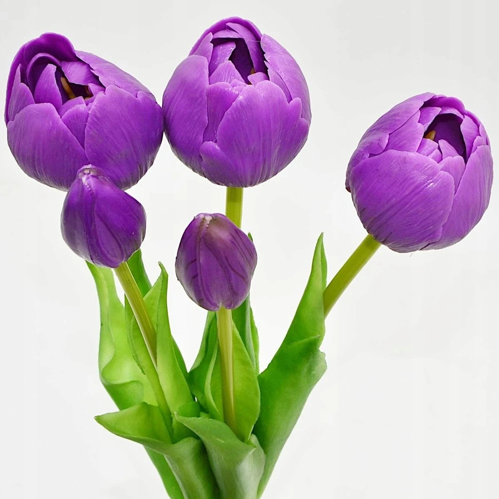Saska Garden 50 cm violetiniai bijūniniai tulpės