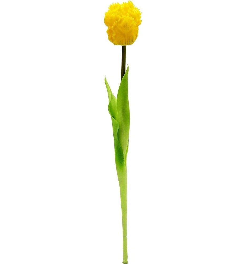 Saska Garden Geltona tulpė 38 cm kaip natūrali